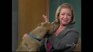 BCTV noon news dog licking the news host [upl. by Adahs]