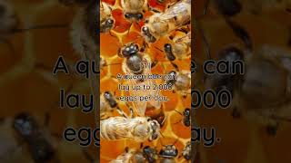 Shocking Queen bee lays up to 2000 eggs daily [upl. by Marinelli316]