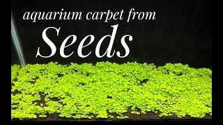 How to Grow Aquarium Carpet from Seeds Glossostigma [upl. by Sudaorb]