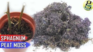 Sphagnum Peat Moss in Gardening Benefits How to Use and How Much in Potting Mix [upl. by Nahpos]