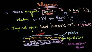 Como saber si tengo Helicobacter pylori Gastritis o Ulcera Estomago  Sintomas y Tratamiento [upl. by Gilba679]