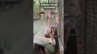 Saanen Goats Available  Goats World Kerala [upl. by Esenaj]