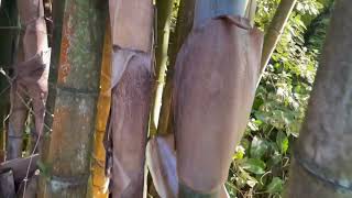 Giant Bamboo  Dendrocalamus giganteus [upl. by Herzig]