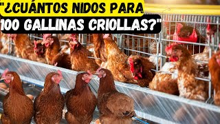 ¿Cuántos nidos se necesitan para 100 gallinas criollas y ponedoras [upl. by Davey451]