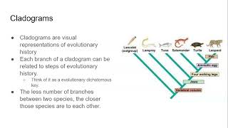 84 Cladograms and Phylogenetic Trees [upl. by Lose]