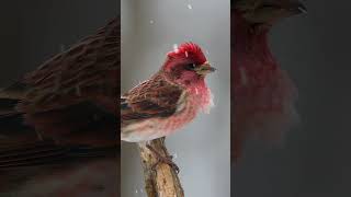 Stunning Rosefinch A Marvel of Natures Vibrant Colors Rosefinch WildlifePhotography BirdLovers [upl. by Ahsened]