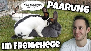 Kaninchen PAARUNG im Freigehege😂🐇  Schustrich S 20 ⭐ [upl. by Gnik415]