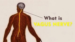 What Is The Vagus Nerve  Vagus Nerve Explained  Brain Mind Body Connect [upl. by Dragon]