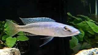 Champsochromis spilorhynchus  Cichlidae [upl. by Enileqcaj]