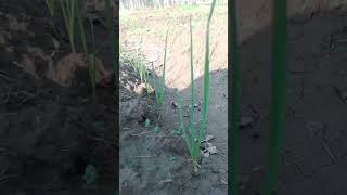 Best herbicide for weeds control in garlic field  farming  farming garlic [upl. by Nytsirc286]