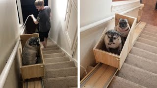 Woman Builds Stairlift For Her Elderly Dogs [upl. by Lanam]