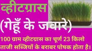 व्हीटग्रास  गेहूँ के जवारे  के फायदे benefits of wheatgrass [upl. by Lubet]