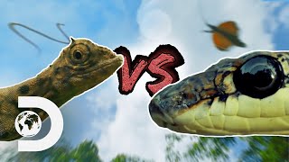 The Paradise Flying Snake vs the Draco Lizard  Wildest Islands Of Indonesia [upl. by Tamarra]