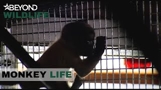 S3E09  Woolly monkey Paolo Meets His New Family  Monkey Life  Beyond Wildlife [upl. by Chamberlain]