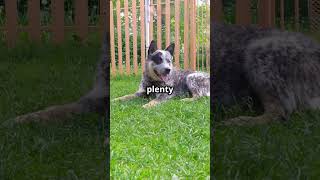 Australian Cattle Dogs 101 Amazing Dog Facts In 60 Seconds 🐶🕒 [upl. by Ruella]