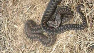 GRASS SNAKE AND TWO ADDERS TOGETHER [upl. by Sanoj]