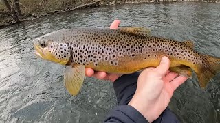 Fly Fishing the Little Juniata quot Spring is Here the River is Waking Upquot [upl. by Oswell]