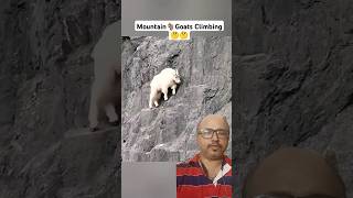 Mountain🐐Goats Climbing  mountains animals goat amazingfacts [upl. by Hubert516]