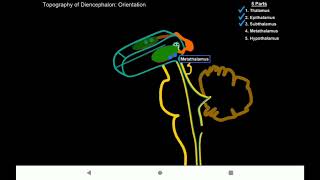 diencephalon Oraliq miya [upl. by Bogosian]