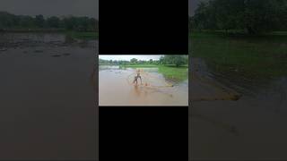 cast net fishing Catch fish get a lot of fish in the River [upl. by Derr]