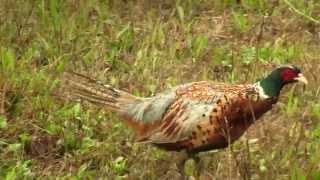 Ringnecked Common Pheasant Обыкновенный фазан 2334sp [upl. by Yelnet677]