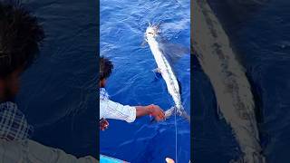 Huge ❤‍🔥 Sword Fish Catched In Fishing Line monsterfishcatch swordfish flying swordtails boarfi [upl. by Lorry]