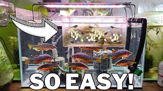 Breed 1000s of Celestial Pearl Danios with this DIY Egg Trap [upl. by Okomom630]