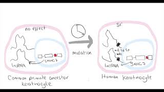 Video synopsis snoRNA Host Gene long noncoding RNA affects cell fate control EMBO Journal [upl. by Penland252]