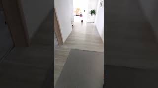 Wenn ein lautes Geräusch im Haus ist😂 funny cat katze [upl. by Mala]