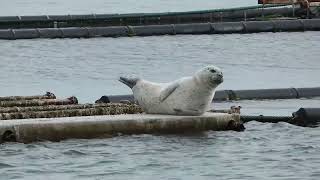 Gewone zeehond  Common Seal [upl. by Aitret]