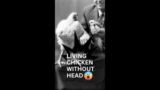 A Chicken Live WITHOUT Head for 18 Months 😳 Shocking 🫨 [upl. by Suivatram698]