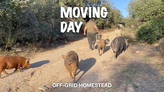 OFFGRID HOMESTEAD  A BIG MOVE [upl. by Nims]