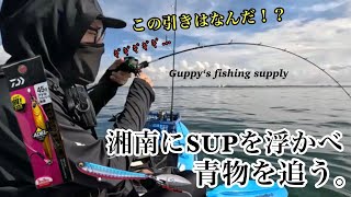 【SUPフィッシング】湘南で出勤前サップフィッシングを楽しむ。 [upl. by Anayek485]