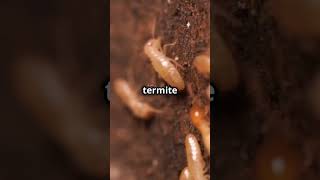 Ants vs Termites The Ultimate Showdown ants termite [upl. by Akimahc731]