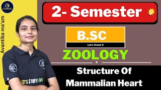 Structure Of Mammalian Heart  BSc Zoology 2nd Semester  Avantika Maam [upl. by Hnib810]