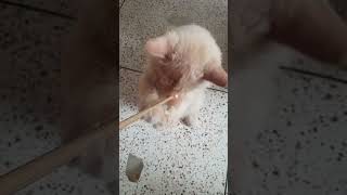 cat playing and rooking cat cutespets cutespets catshorts [upl. by Burrton]