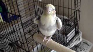 Bird sings USC Fight Song Fight On [upl. by Filemon]