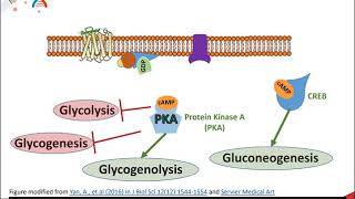 Glycolysis part 3 of 5 Regulation of Phosphofructokinase1 [upl. by Seniag]