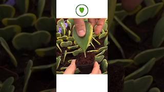 6 plants grown from leaves Which plants can be grown from leaves [upl. by Erlond]