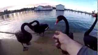 Black swans Swan River Perth Western Australia [upl. by Buderus]