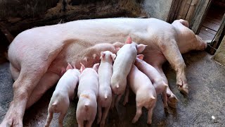 Paano Mag Alaga ng Inahing Baboy Mula Buntis hanggang Manganak [upl. by Walke970]