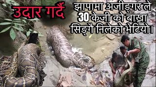 झापामा अजिङ्गर ले 30 केजीको बाख्रा सिङै निलेको भेटियो pythonpythonsball pythons [upl. by Elyrad]