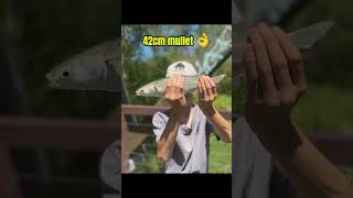 Hopefully we’ll catch a jewfish next week🙏🤞 viralvideo fishing summer fishinglife [upl. by Golda]