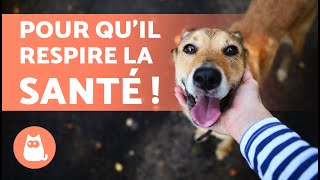 7 CONSEILS pour PRENDRE SOIN de la SANTÉ de son CHIEN 🐶💚 [upl. by Mayrim]