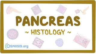 Pancreas Histology [upl. by Orr538]