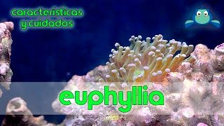 Euphyllia  Características y cuidados [upl. by Beryle]