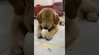 Adorable Golden Retriever Puppy Experiences Life [upl. by Anoblav]