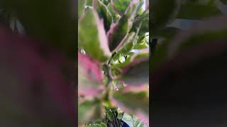 Pink leaves plantshortvideos [upl. by Lola452]