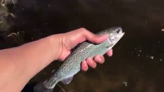 Hay lakes Trout Pond Alberta [upl. by Anelam]