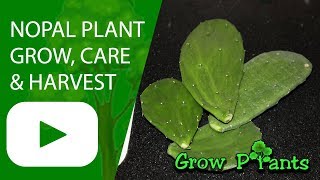 Nopal  grow care harvest amp Eat [upl. by Devehcoy]